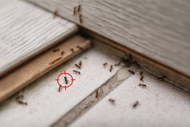 Best Exterminator Services  in Pomona, NY