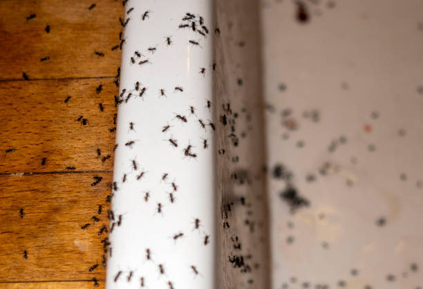 Best Termite Control Services  in Pomona, NY