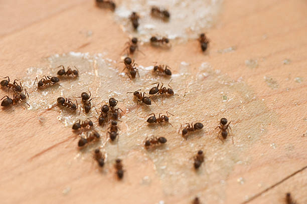 Best Residential Pest Control  in Pomona, NY