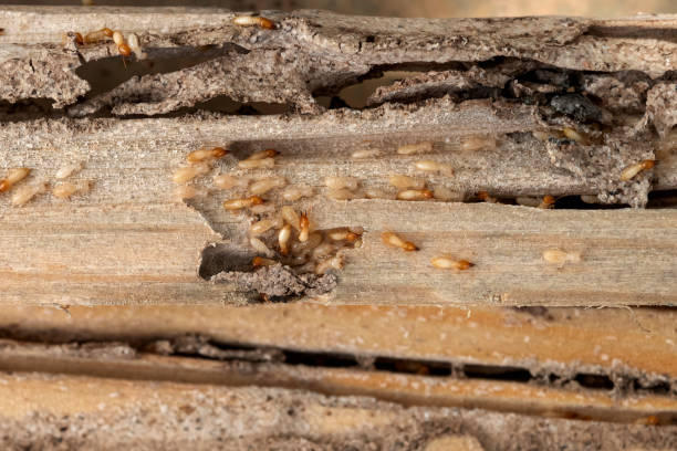 Best Insect Control  in Pomona, NY
